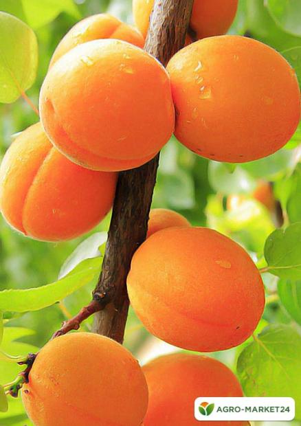 Абрикос оранжевый "Лескоре" (ранний срок созревания)